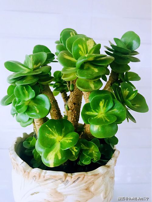 女人养什么花旺财