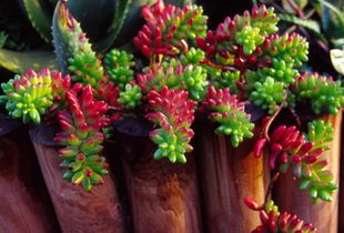 不怕烈日暴晒的植物