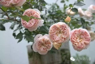 天狼月季慈萱优缺点