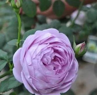 蓝色风暴月季高度