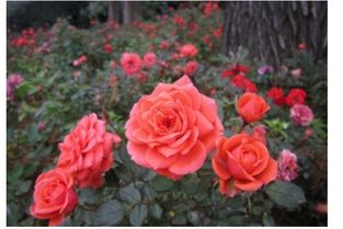 切花月季有哪些好品种