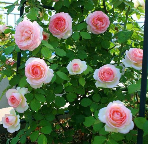 后悔种的爬藤月季