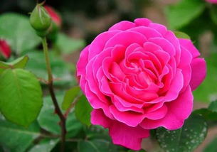 海妈家的月季苗为什么贵