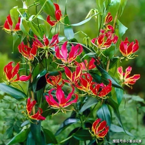 耐阴爬藤开花植物