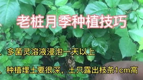 月季生长旺盛期的年限多久 为什么建议花友们不要购买老桩月季