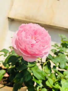 羽毛月季耐热吗