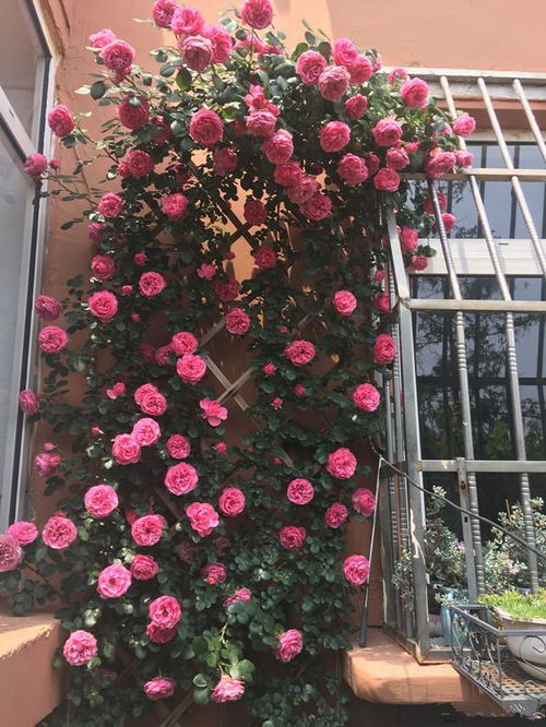 粉色达芬奇是藤本吗