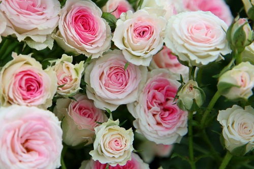 粉色藤本月季品种有哪些