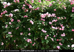 蔷薇花有不爬藤的吗