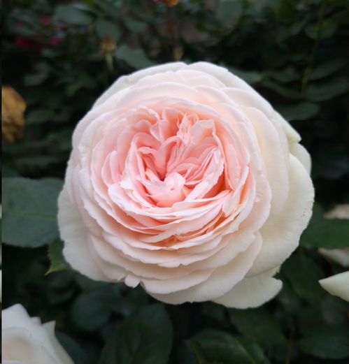 藤本月季能当灌木养吗