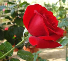 卡罗拉月季优缺点