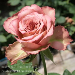 勤花丰花阳台月季推荐