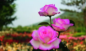 最适合盆栽的月季品种