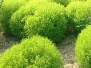 什么是灌木,乔木,草本？