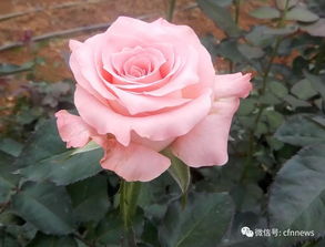 中国的月季品种有哪些