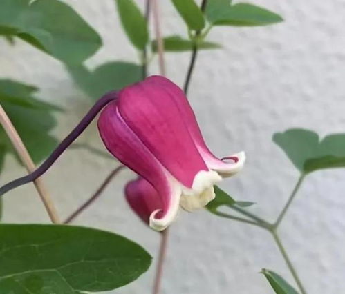 不容易立枯的铁线莲