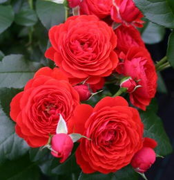 月季奇卡门廊优缺点