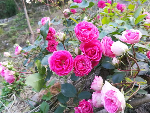 胭脂扣月季适合盆栽吗