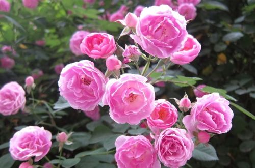 流沙月季的优缺点