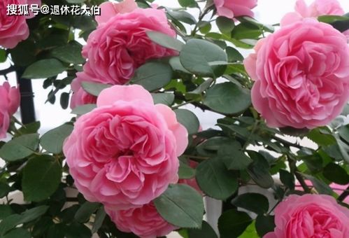 庭院里的月季花长出新叶子后,这么打理才能够一茬接一茬开花