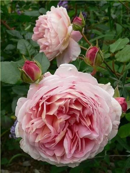 最最耐晒耐38度高温的月季