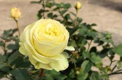 门廊月季是藤本吗