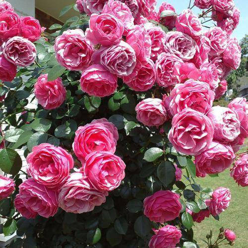 月季艾拉绒球是藤本吗