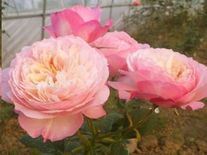 可腾可灌木的月季品种有哪些