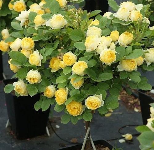 什么月季能直接当棒棒糖