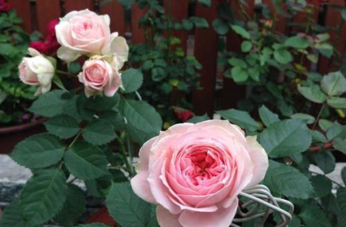 花量大花期长的藤本月季