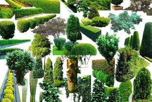 灌木和乔木区别