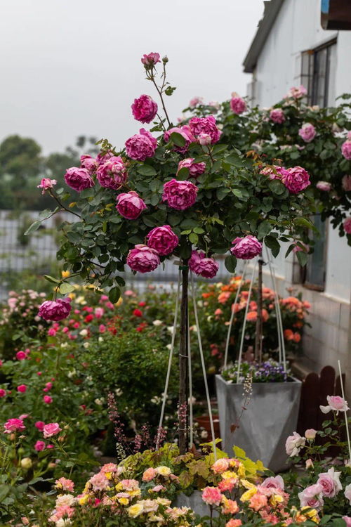 海蒂的花园和天狼月季哪家好