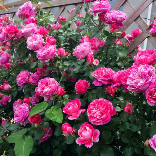 没有刺的爬藤月季花有哪些品种