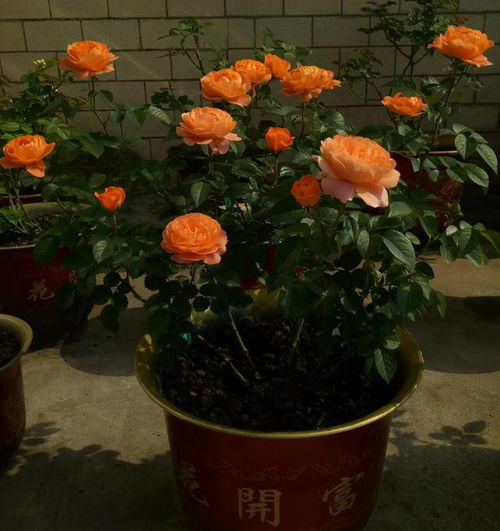 果汁阳台月季棒棒糖好养吗