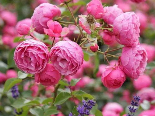 艾拉绒球和胭脂扣盆栽哪个好