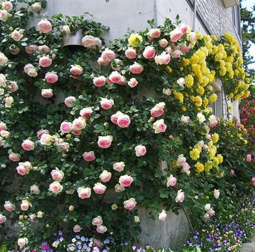 藤本月季为什么不开花