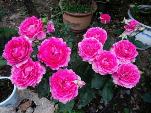 又耐阴又丰花的月季