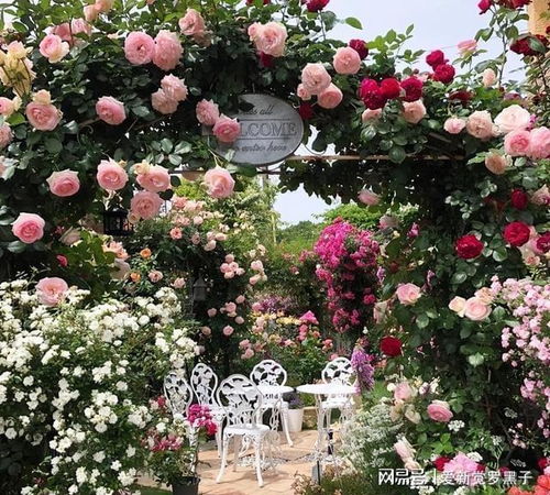 做花墙最好的月季品种