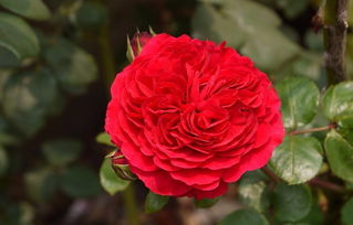 红色达芬奇月季的优缺点