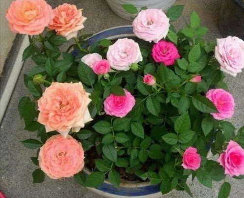 门廊绒球月季好养吗