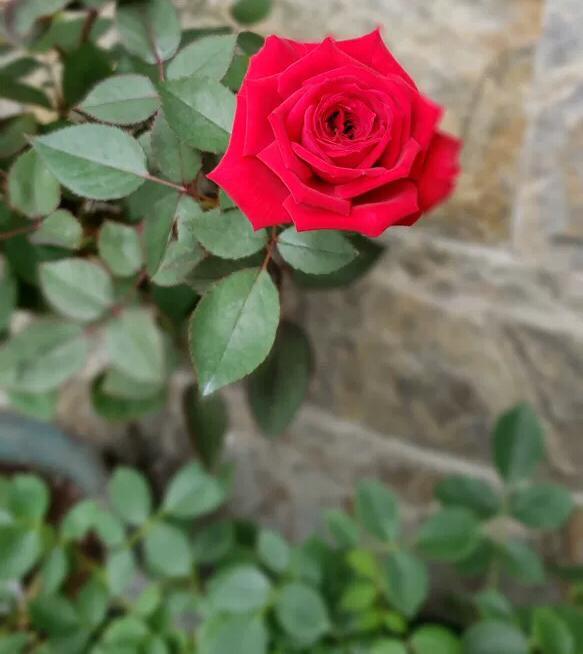 月季花怎么修剪 记住4点,1朵变多朵,花量大几倍,开花不断