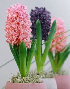 懒人6种室内养花