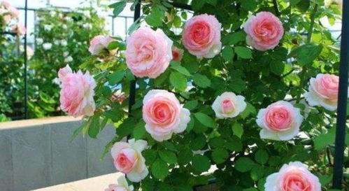 最丰花的爬藤月季