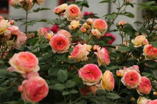 最耐阴的月季品种排行榜