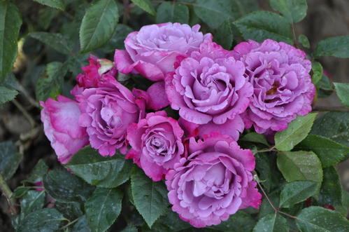 勤花的月季品种有哪些