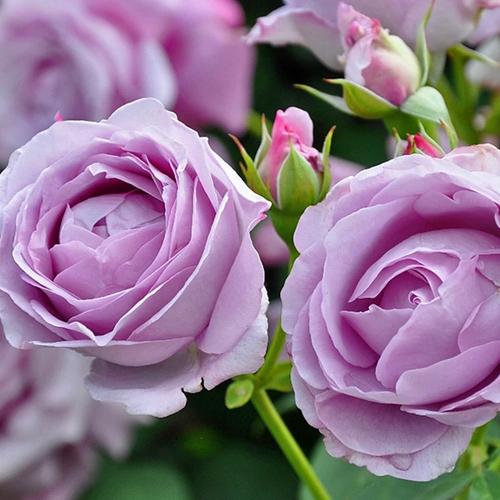 蓝色风暴月季是藤本还是灌木