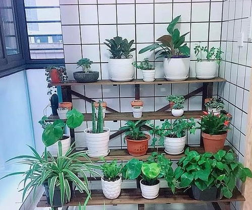 阳台种什么植物好看又好养