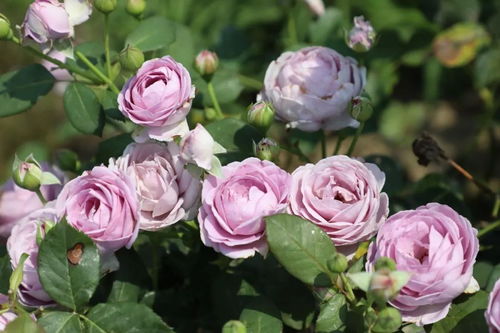 最受欢迎的十大月季品种