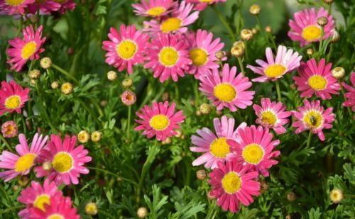 不建议养玛格丽特