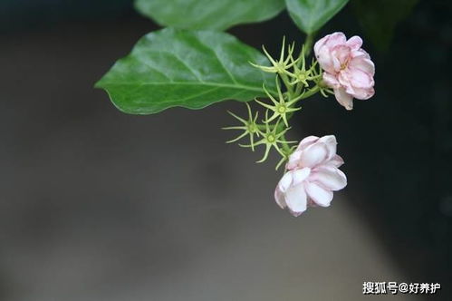 盆栽花卉浇水,四季大不同 附 基本原则